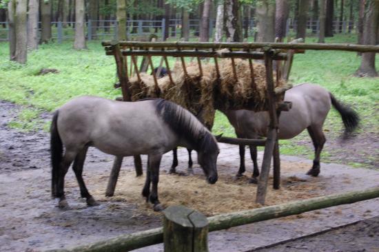 Pokazowa Zagroda Zwierząt